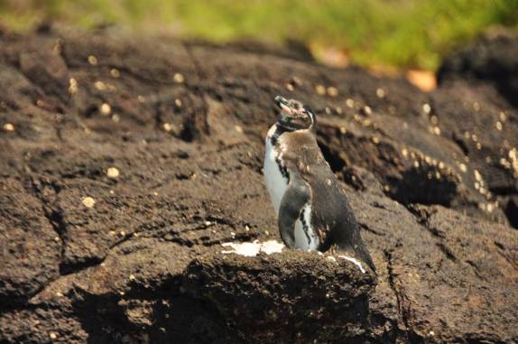 Pinguim na Ilha de San Bartolomeu (próxima a Isla de Santiago), em Galápagos